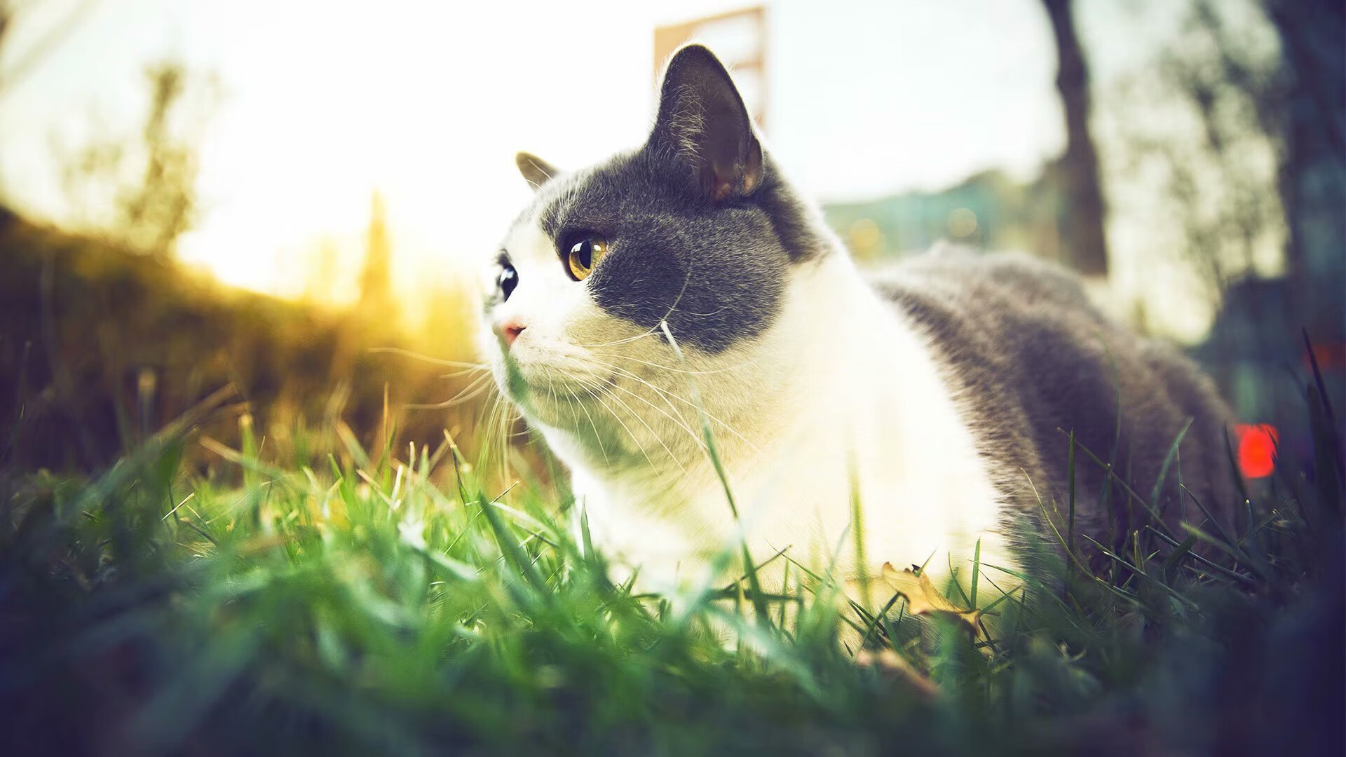 欧冠夜奇迹，AC米兰单节风暴击溃巴黎，加克波化身关键先生定乾坤