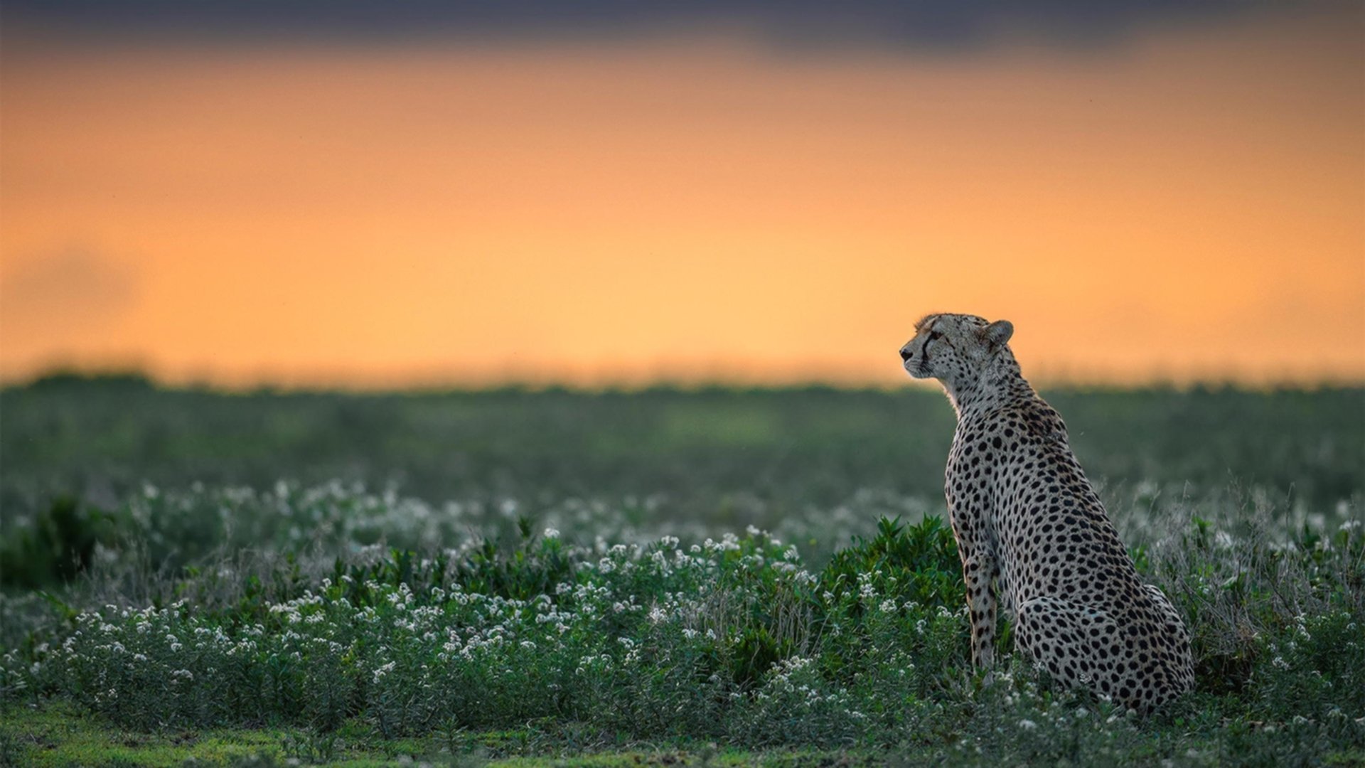 太阳速胜勇士，欧文成为关键先生